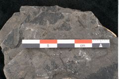Foto (Detailansicht) von Taeniopteris muensteri Goeppert (NHMW-GEO-2024-0188-10491)